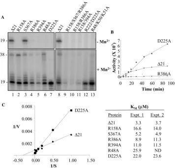 TABLE 1. Effects of mutations on the recognition of the templateinitiation nucleotide