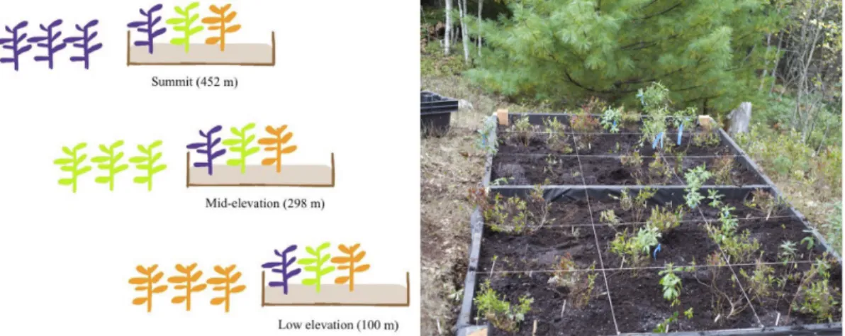 Figure 3-1. Each raised bed was filled with transplants sourced from areas adjacent to the gardens  at 100, 300, and 450 m elevations