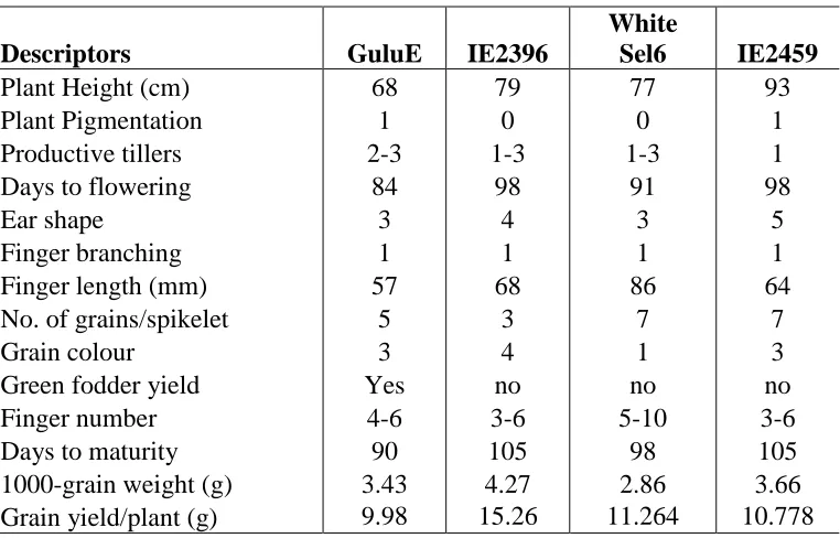Table 4.1: Screen house agronomical traits scores. Mean scores and morphological descriptors of finger millet based on Bioversity International, 2010 scoring index