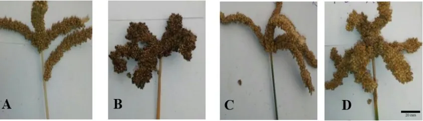 Figure 4.1: The different ear shapes of the four accessions at maturity. GuluE (A) adopts open straight fingers, IE2396 (B) semi-compact with curved tops, White Sel6 (C) droopy (the fingers lax and droop), and IE2459 (D) semi-compact ear shapes