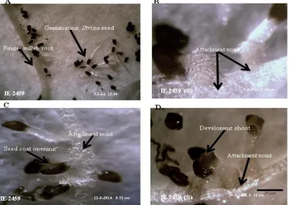 Figure 4.2: Optimal Striga infestation stages. Optimal germination was achieved after three days (A), attachment two days after germination (B), and penetration two days after attachment (C)