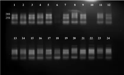 Figure 4.5: Denaturing gel of the 24 E. corocana performed as a quality check before proceeding to library preparation