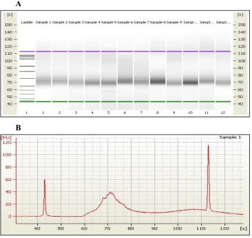 Figure 4.6: Bio-analyzer gel. (A) For twelve samples from GuluE and White Sel6 accessions