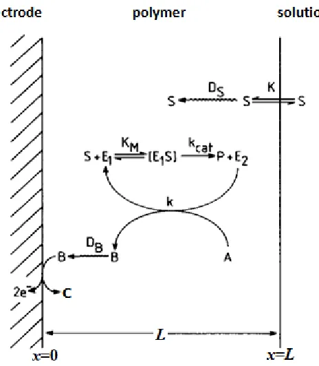 Figure 1. Schematic diagram of possible mechanisms occurring at an enzyme electrode.  