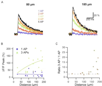 Figure 3.2. AP AP-evoked CaµM). backpropagation in basal dendrites detected with OGB-1 (200 A