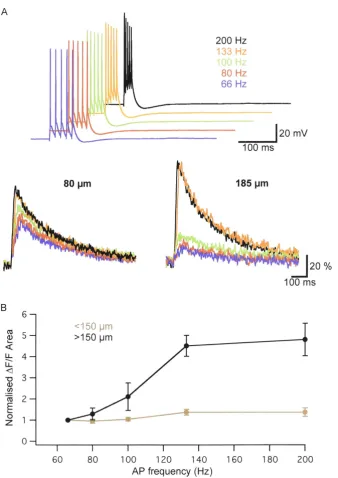 Figure 3.3. Action potential backpropagation in basal dendrites at a critical · than in proximal basal dendrites (n frequency