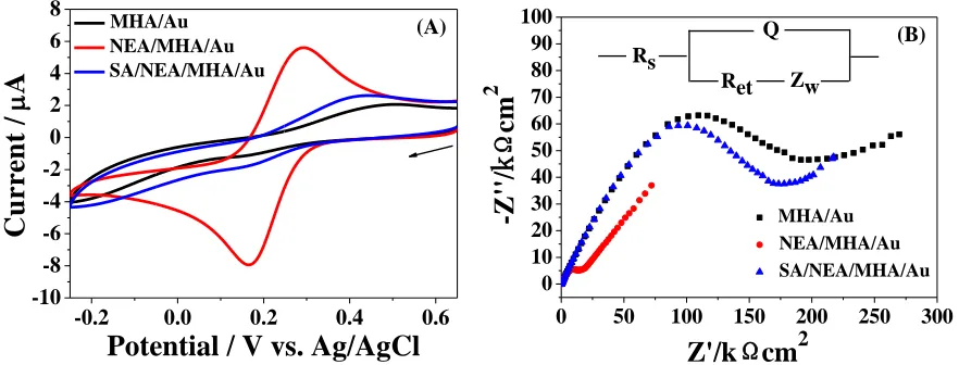 Figure 2.  CVs (A) and EIS (B) of MHA/Au, NEA/MHA/Au and SA/NEA/MHA/Au electrodes in [Fe(CN)6]3−/4−