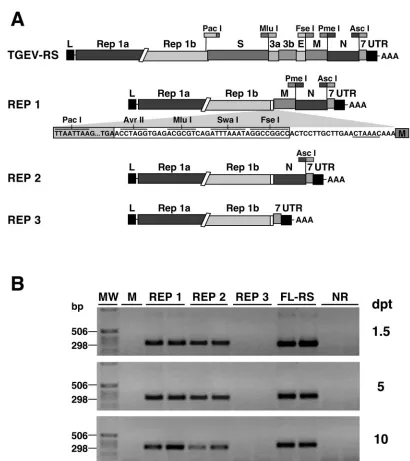 FIG. 1. Functional analysis of TGEV-derived replicons. (A) Genetic structures of TGEV-derived replicons