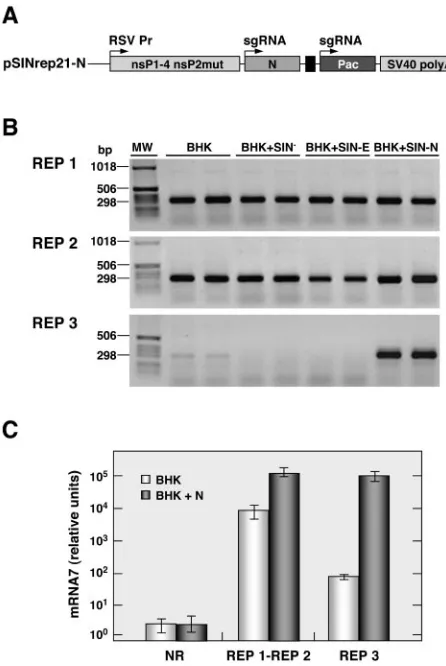FIG. 2. Effect of N protein on TGEV-derived replicon activity.(A) Scheme of the Sindbis virus replicon construct encoding the