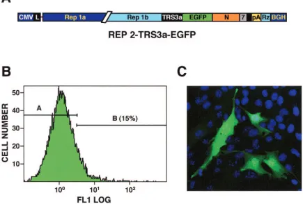 FIG. 4. Analysis of EGFP expression by TGEV-derived REP 2. (A) Schematic structure of the cDNA encoding the REP2-TRS3a-EGFP RNAwith the EGFP gene under the control of gene 3a TRS