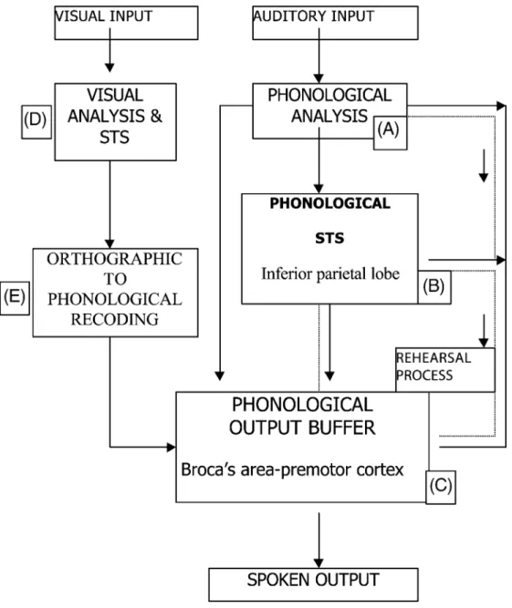 Figure 2. The elaborated model of the phonological loop proposed by Vallar &amp;  Papagno (2002).