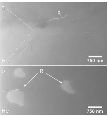 Fig. 3. Uncoated helium ion imaged SN-1 radial cracks. (a) Radial crack, R,visible at surface emanating from a 0.5 kg indentation corner (dashed line)Along the indentation edge a lateral crack, L, is visible