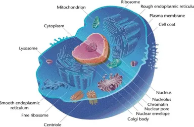 Figure 2.1: An eukaryotic cell. (biologydictionary.net)