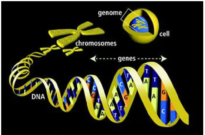 Figure 2.3: Relationship between genome, chromosome and genes.(http://www.diﬀerencebetween.info/diﬀerence-between-gene-and-genome).