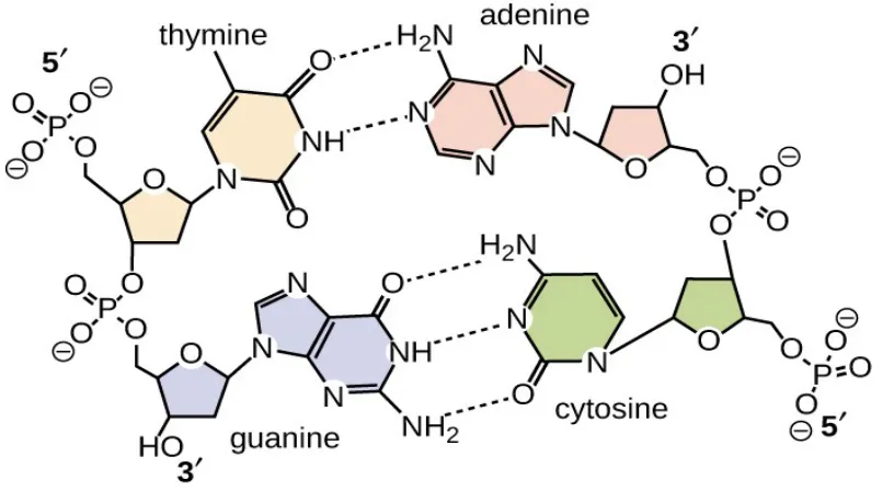 Figure 2.5: Hydrogen bonds between base pairs.
