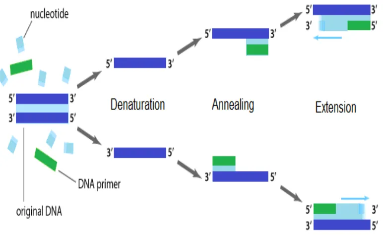 Figure 2.6: Steps in PCR.