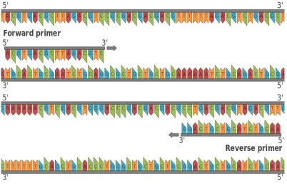 Figure 2.7: Forward and Reverse Primer.(from Wikipedia)