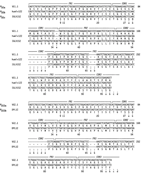 FIG. 1. Nucleotide and deduced amino acid sequences of prototypic germline genes encoding human V� subgroups and sub-subgroups