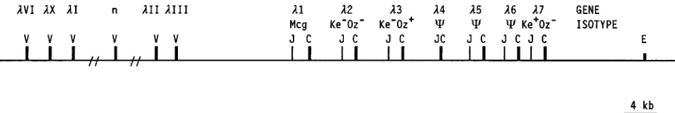 TABLE 1. Designation of human V� subgroups or gene families