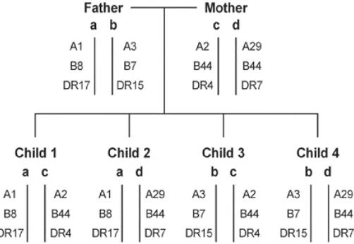 Fig. 3: Mendelian inheritance of HLA haplotypes demonstrated in afamily study110