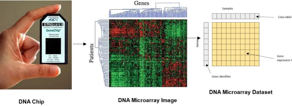 Fig. 1 Process of obtaining gene expression level from DNA microarray 