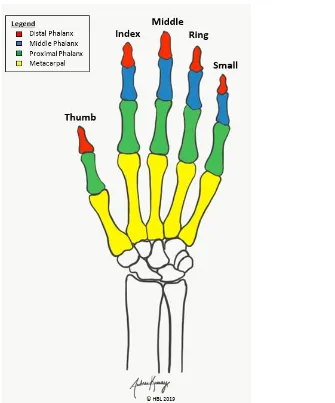 Figure 1: Exhibiting the 19 hand bone locations of the distal phalanx, middle phalanx, proximal phalanx, and metacarpal bones