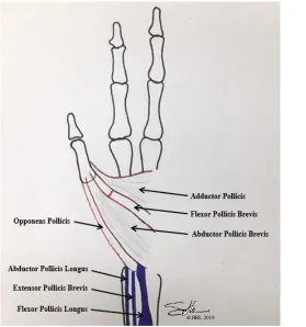 Figure 5:  Muscles of the hand which move the thumb through its respective ranges of motion
