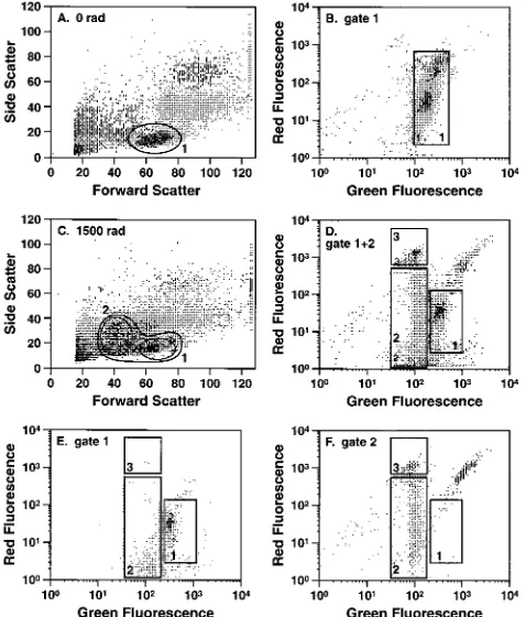 FIG. 2. Irradiation-induced changes in peripheral lymphocyte light scatterand AO-EB ﬂuorescence
