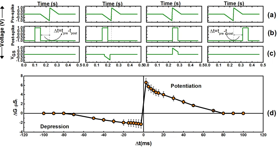 Figure 7. Demonstration of asymmetric spike timing dependent plasticity from a representative  