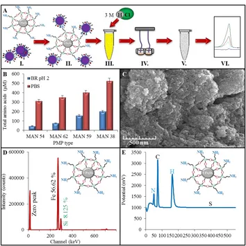 Figure 1. (A) Scheme of workflow process, providing the binding between paramagnetic particles (PMPs) and H7N7 influenza virions