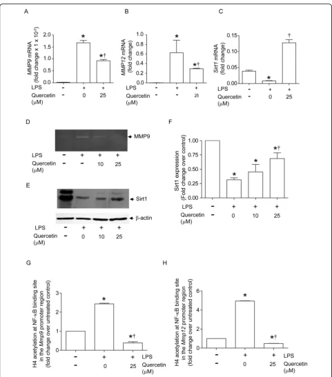Figure 7 Quercetin decreases MMP9 and MMP12 and increases Sirt1 in LPS-treated alveolar macrophages†immunoblot images are representative of three independent experiments