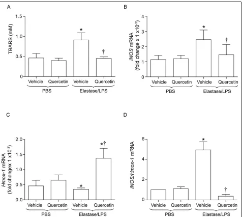 Figure 2 Quercetin treatment reduces TBARS and increases Hmox-1 expression in elastase/LPS exposed mice