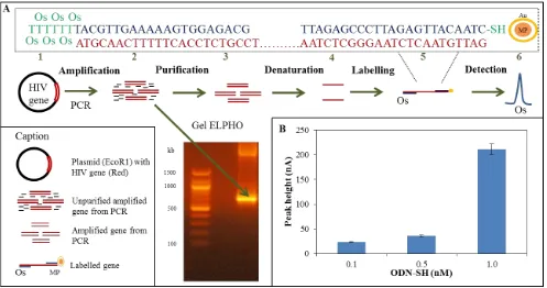 Figure 2. (A) Scheme of the complex preparation. Plasmid carrying the HIV gene (1) was amplified using the PCR method and analysed using the gel electrophoresis (2)