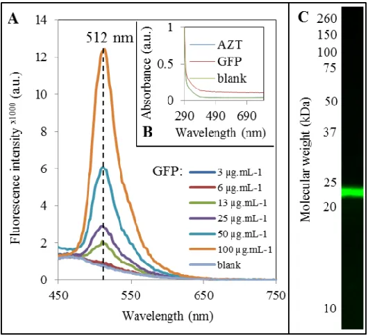 Figure 2. (A) Fluorescence spectra of GFP in different concentrations and of blank; the fluorescence of AZT was practically same as of blank and therefore it isn’t shown
