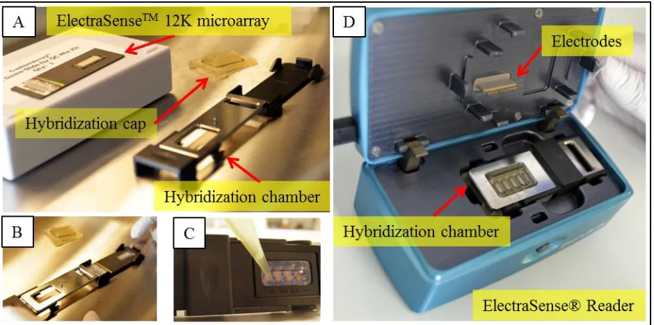 Figure 1. Component of CombiMatrix ElectroSenseTM. (A) ElectraSenseTM 12K microarray, hybridization cap and hybridization chamber
