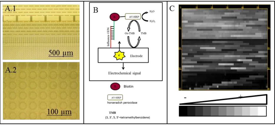 Figure 2. (A) Microphotograph of microarray chip 4x12 K from microscope. (A.1) Microphoto of electrodes and spots from 40x optical magnification