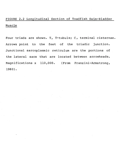 FIGURE 2.2 Longitudinal Section of Toadfish Swim-Bladder 