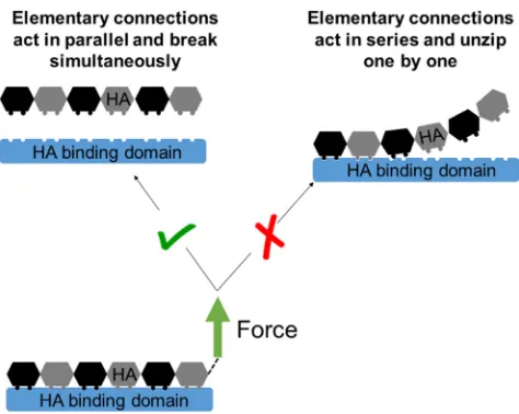 FIGURE 6Schematic illustration of possible scenarios for breakingsuggests that the elementary connections that constitute a bond act in par-allel and break simultaneously, rather than in a zipper-like fashion