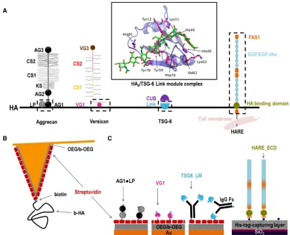 FIGURE 1) Schematic representations (not to scale) of the protein constructs used and the hyaladherins from which they are derived
