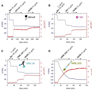 FIGURE 2QCM-D analysis of hyaladherin immo-bilization and HA-binding. Frequency shifts, Df, areshown as lines, and dissipation shifts, DD, are shownas red lines with open squares