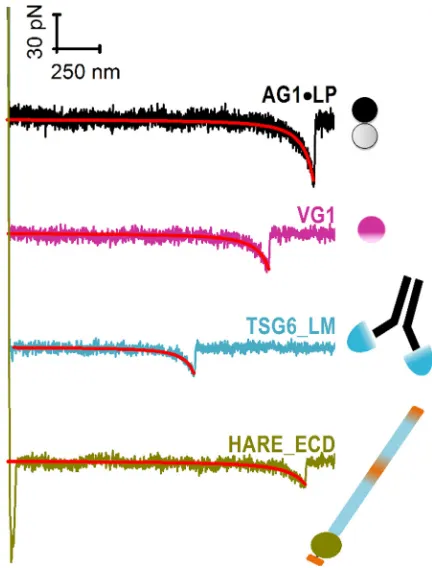 FIGURE 3Representative examples of force-distance curves upon sepa-ration of the HA-coated AFM tip from hyaladherin-coated surfaces (as indi-cated) showing a single unbinding event