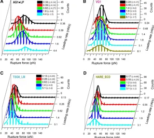 FIGURE 4Rupture force histograms for variousandinstantaneous loading rates (listed with grayscale/color codes as mean 5 SD) for the interaction ofHA with AG1,LP (A), VG1 (B), TSG6_LM (C),HARE_ECD(D).SolidlinesrepresentGaussian ﬁts