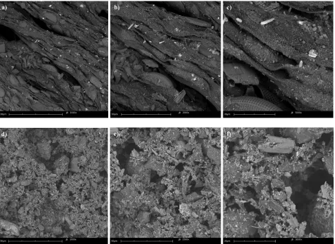 Figure 1. SEM photography of red algae covered with diatoms at different magnification (a) 1000x (b) 2000x and (c) 4500x