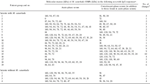 TABLE 3. Serum IgG response, from acute- to convalescent-phase sera, against OMPs of M