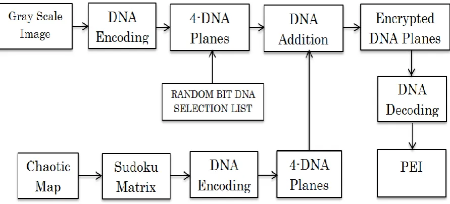 Fig. 1. Block diagram of Proposed DNA Based Approach for Partial Color Image Encryption 