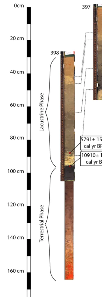 Figure 11. Cores from Lake Rogaguado. Core 398 includes a toppart, which is the lacustrine phase that followed the formation ofthe lake, and a bottom part, which is the terrestrial phase whichpreceded the formation of the Lake
