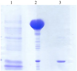 Figure 1. SDS-PAGE analysis of total cell lysate of BL21BL21 strain ofstrains ofstrain of E