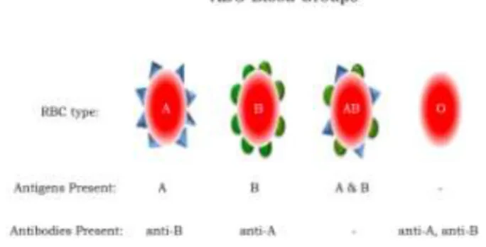 Figure  7.  ABO  Blood  Groups.    Depicted  are  the types of antigens and antibodies present in  individuals with A, B, AB, and O blood groups
