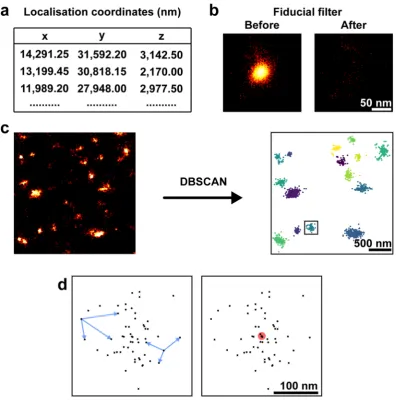 Figure 3. NS5A and NS3 clusters exhibit different sizes. (a) Average clusters of NS5A and NS3 from JFH-1 infected cells