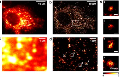 Figure 4. NS5A clusters from SGR-JFH-1 stable cell lines are larger than infected cells